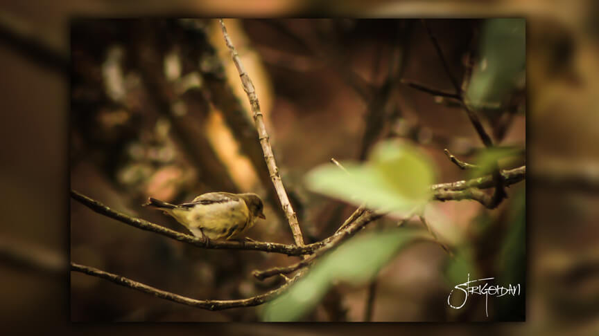 Pasión por la Fotografía Naturaleza Zacatlán 01 - Studio StrigoiDan MX