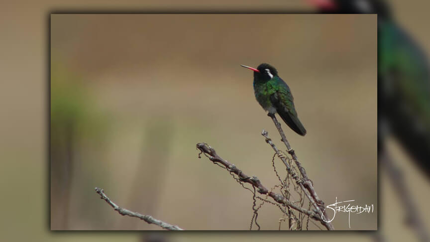 Pasión por la Fotografía Naturaleza Zacatlán 03 - Studio StrigoiDan MX