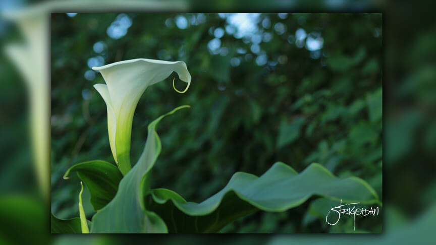 Pasión por la Fotografía Naturaleza Zacatlán 08 - Studio StrigoiDan MX