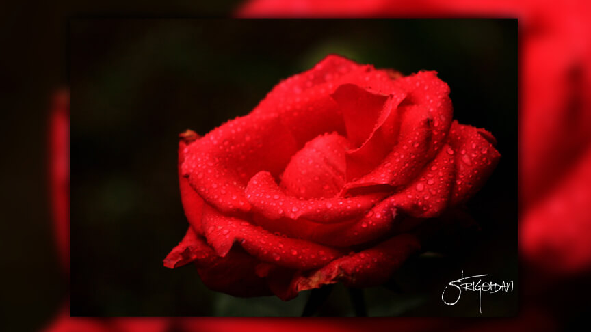 Pasión por la Fotografía Naturaleza Zacatlán 14 - Studio StrigoiDan MX