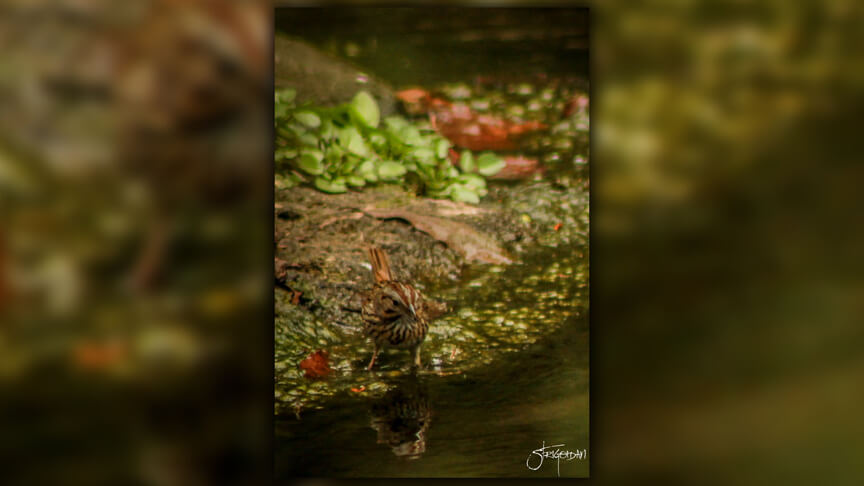 Pasión por la Fotografía Naturaleza Zacatlán 18 - Studio StrigoiDan MX