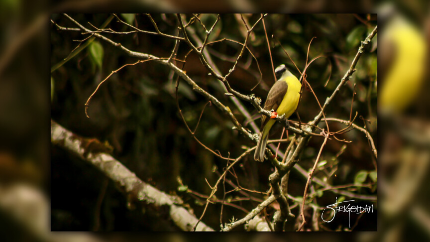 Pasión por la Fotografía Naturaleza Zacatlán 20 - Studio StrigoiDan MX