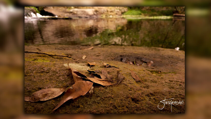 Pasión por la Fotografía Naturaleza Zacatlán 25 - Studio StrigoiDan MX